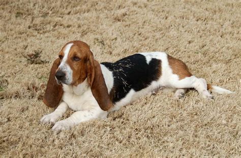 basset hound breeders oklahoma|oklahoma basset hound rescue.